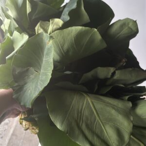 Fresh Taro Leaves Bunch